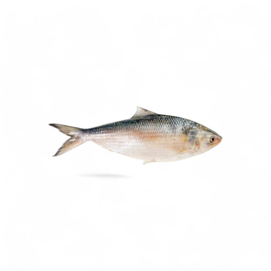 HILSA FISH IQF